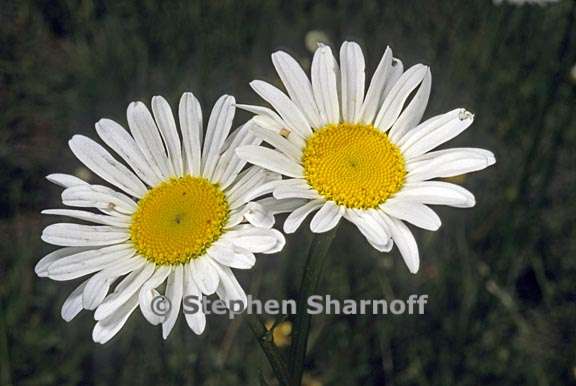 leucanthemum vulgare 6 graphic